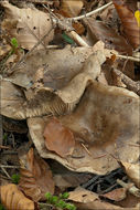 Image of Russula adusta (Pers.) Fr. 1838