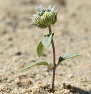 Image of desert monardella