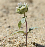 Image de Monardella exilis (A. Gray) Greene