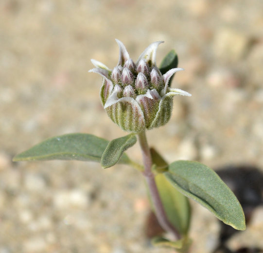 Image de Monardella exilis (A. Gray) Greene