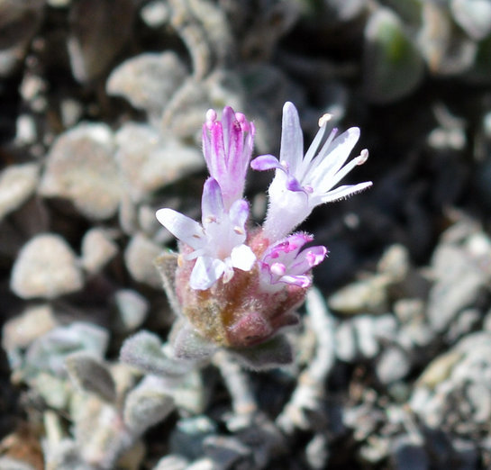 Image de Monardella australis subsp. cinerea (Abrams) A. C. Sanders & Elvin