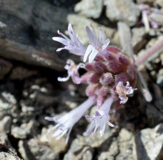 Image de Monardella australis subsp. cinerea (Abrams) A. C. Sanders & Elvin