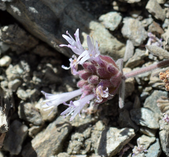 Image de Monardella australis subsp. cinerea (Abrams) A. C. Sanders & Elvin