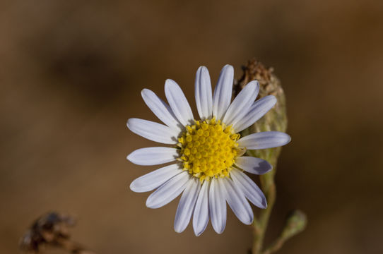 Слика од Almutaster pauciflorus (Nutt.) A. Löve & D. Löve