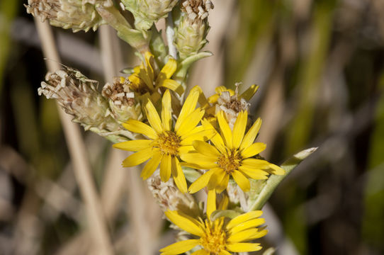 Image of clustered goldenweed