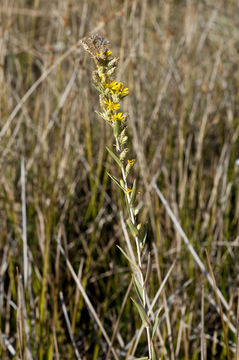 Image of clustered goldenweed