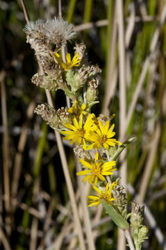 Imagem de Pyrrocoma racemosa var. sessiliflora (E. Greene) Mayes ex G. K. Brown & D. J. Keil