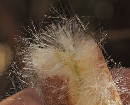 Image of broadleaf cattail