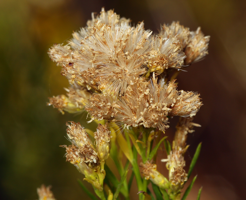 Plancia ëd Euthamia occidentalis Nutt.