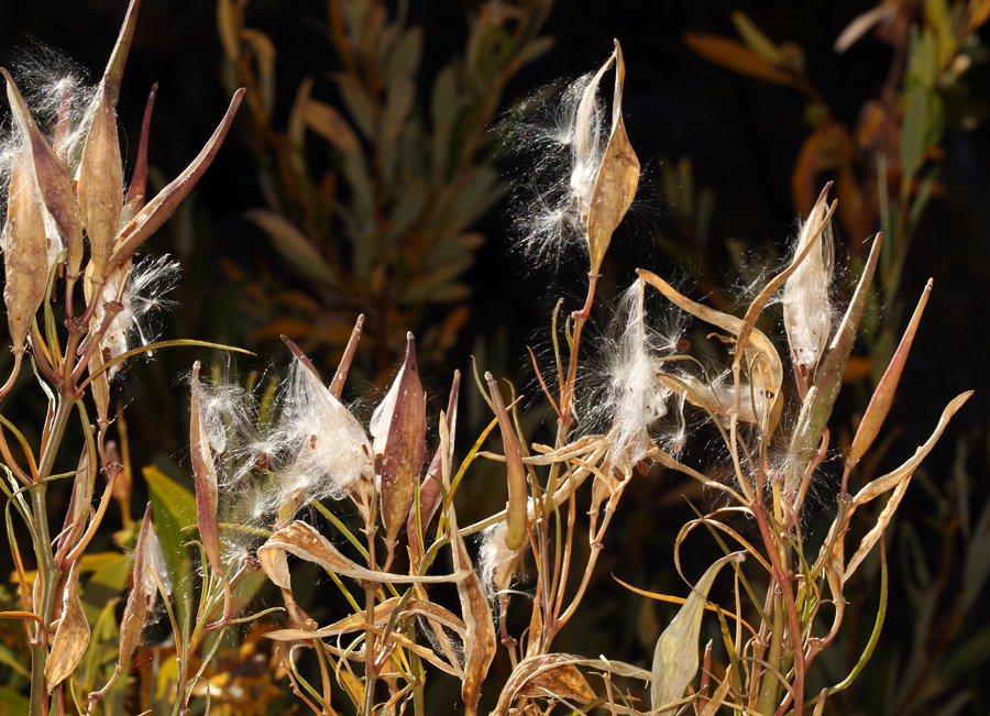 Image de Asclepias fascicularis Decne.