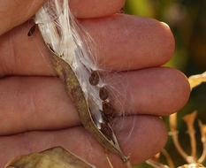 Image de Asclepias fascicularis Decne.