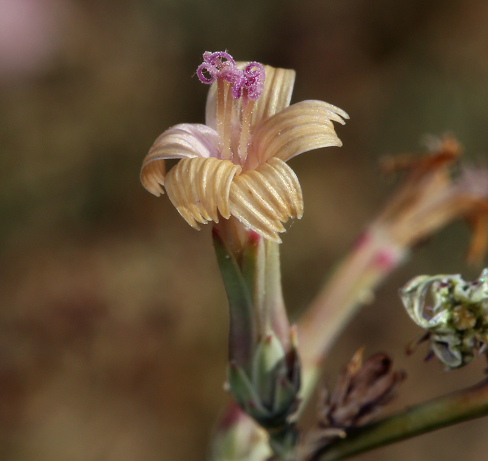 صورة Stephanomeria pauciflora (Torr.) A. Nels.