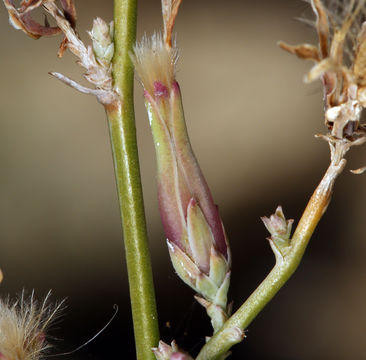 Image of brownplume wirelettuce