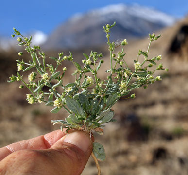 Image of spotted buckwheat