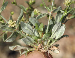 Image of spotted buckwheat