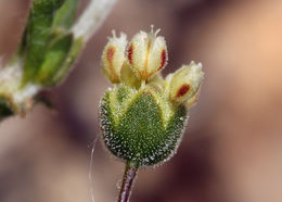 Image of spotted buckwheat