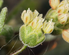 Image of spotted buckwheat