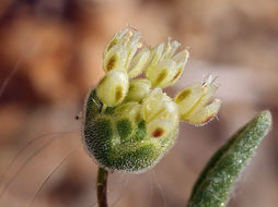 Image of spotted buckwheat