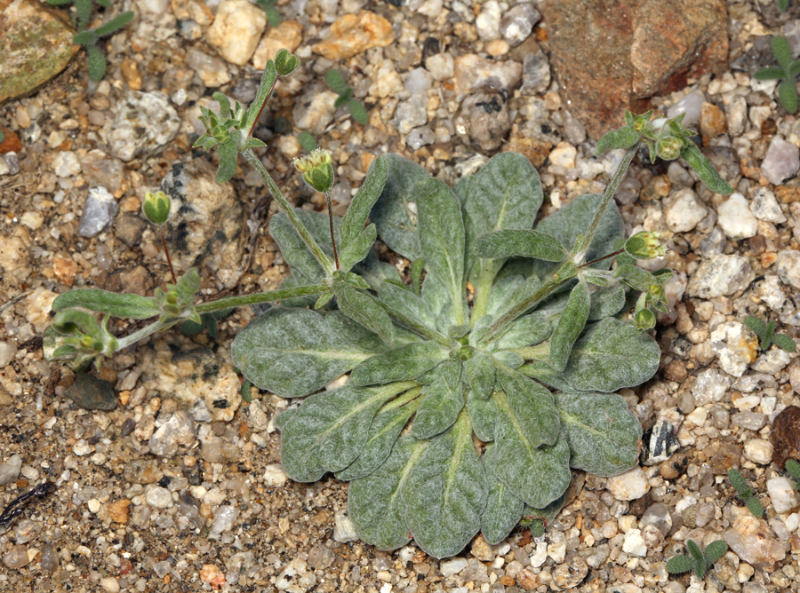 Image of spotted buckwheat