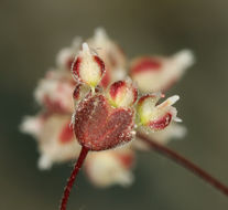 Image of spotted buckwheat