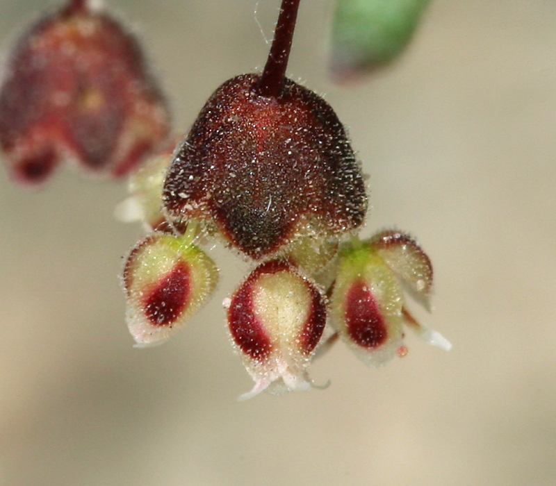 Image of spotted buckwheat