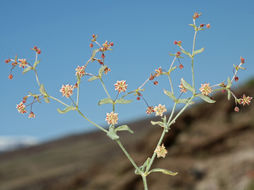 Image of spotted buckwheat