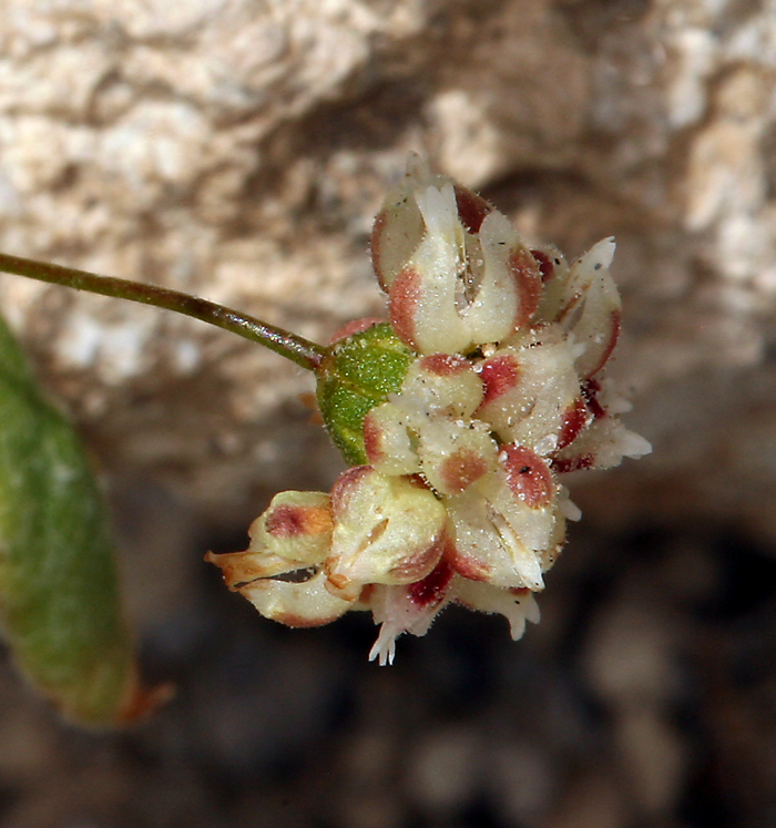 Image of spotted buckwheat