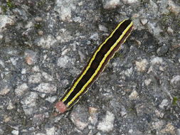 Image of Melanchra pisi Linnaeus 1758