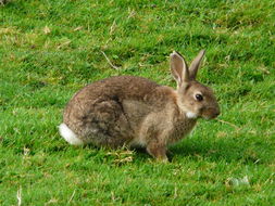 Image de lapin, lapin de garenne