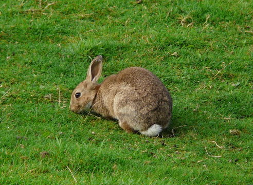 Image of European rabbit