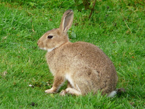 Plancia ëd Oryctolagus cuniculus (Linnaeus 1758)