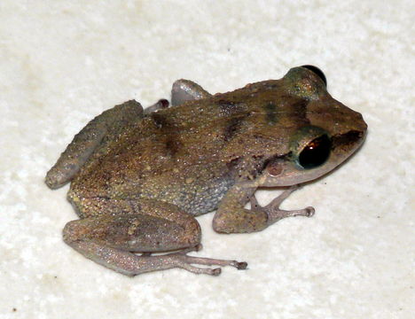 Image of Spaldings Robber Frog