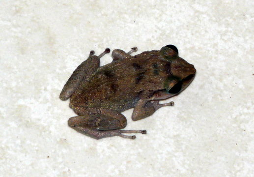 Image of Spaldings Robber Frog