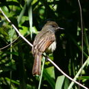 Image of Rufous-tailed Flycatcher