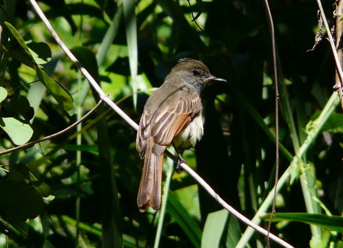 Image of Rufous-tailed Flycatcher