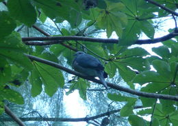 Image of Ring-tailed Pigeon