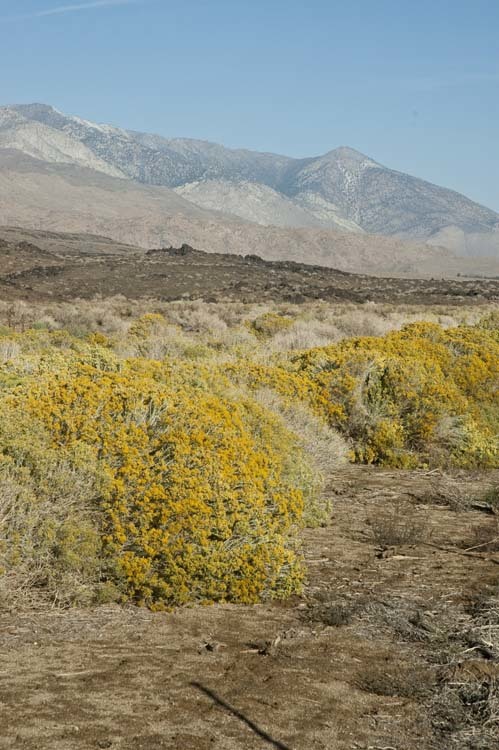 Imagem de Ericameria nauseosa var. hololeuca (A. Gray) G. L. Nesom & G. I. Baird