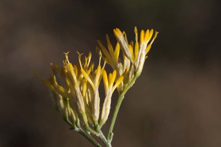 Imagem de Ericameria nauseosa var. hololeuca (A. Gray) G. L. Nesom & G. I. Baird