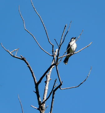 Image of Loggerhead Kingbird