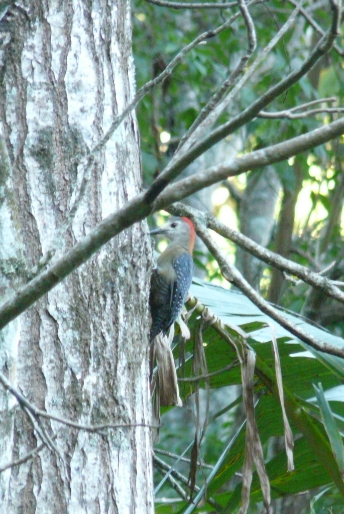 Image of Jamaican Woodpecker