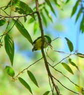 Image of Jamaican Tody