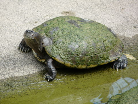 Image of Cat Island Freshwater Turtle