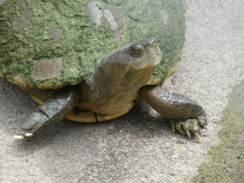 Image of Cat Island Freshwater Turtle