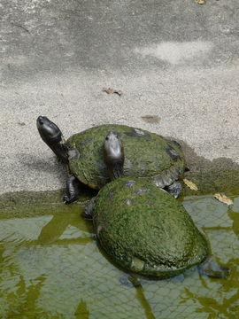 Image of Cat Island Freshwater Turtle