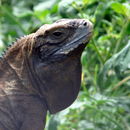 Image of Jamaican ground iguana
