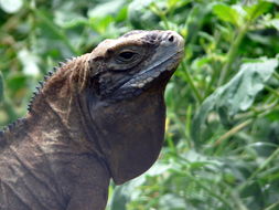 صورة Cyclura collei Gray 1845