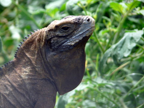 Image of Jamaican ground iguana