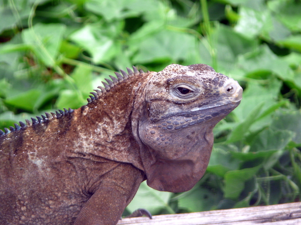 Sivun Cyclura collei Gray 1845 kuva