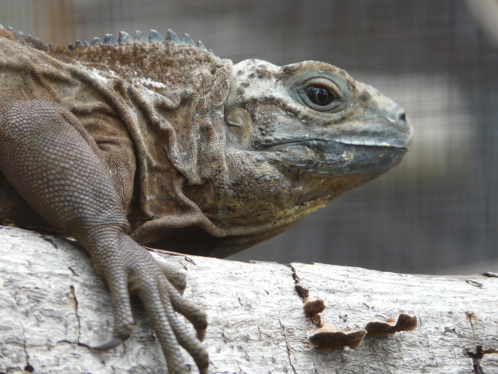 صورة Cyclura collei Gray 1845