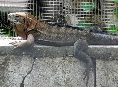 Image of Jamaican ground iguana